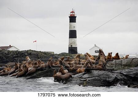Sea lions resting near a lighthouse View Large Photo Image Stock Photography - Sea lions resting near a lighthouse. Fotosearch