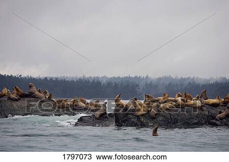 Sea lions resting on a rocky outlet View Large Photo Image Stock Image - Sea lions resting on a rocky outlet. Fotosearch
