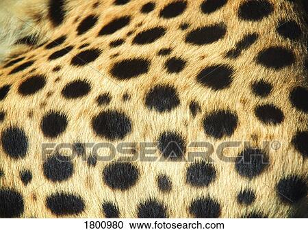Stock Image - Skin of a leopard. Fotosearch