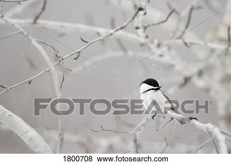 Stock Photo - Small bird on tree branch. Fotosearch