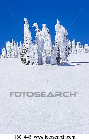 Stock Photograph - Small grouping of evergreen trees completely covered in snow. Fotosearch