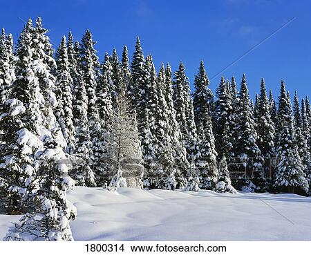 Snow covered trees View Large Photo Image Picture - Snow covered trees . Fotosearch