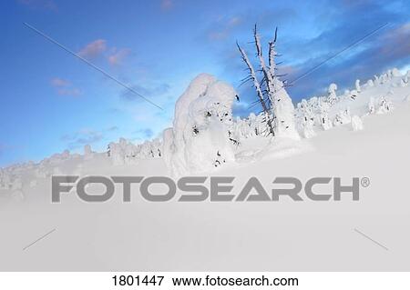 Stock Photo - Snowy landscape with tree stumps covered in snow. Fotosearch
