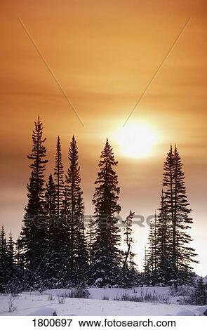 Stock Photo - Sun shining on trees. Fotosearch