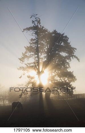 Stock Photography - Sunlight through a tree on a farm. Fotosearch