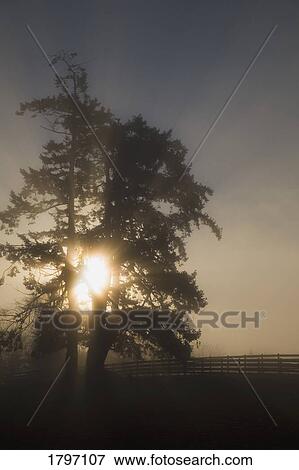 Sunlight through tree View Large Photo Image Stock Photo - Sunlight through tree. Fotosearch