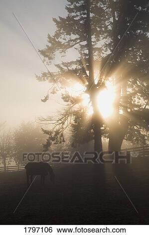 Sunlight through trees on a farm View Large Photo Image Stock Photograph - Sunlight through trees on a farm. Fotosearch