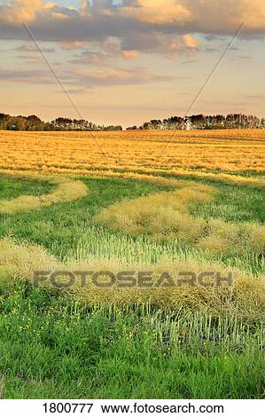 Sunset clouds above farm field in late summer View Large Photo Image Stock Photo - Sunset clouds above farm field in late summer . Fotosearch