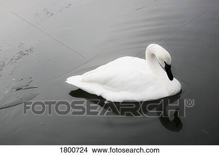 Swan in calm water View Large Photo Image Picture - Swan in calm water. Fotosearch