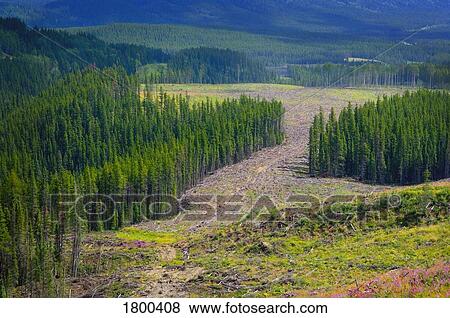 Stock Photo - Swath of clear-cut forest . Fotosearch