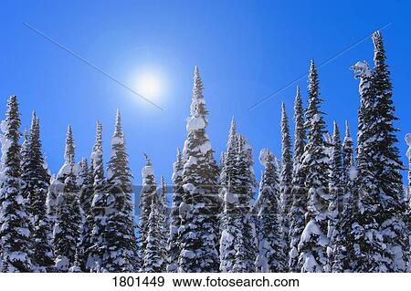 Tall evergreen trees with snow on them against cloudless sky View Large Photo Image Stock Photo - Tall evergreen trees with snow on them against cloudless sky. Fotosearch