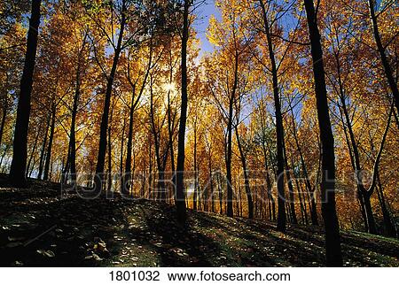 Stock Image - Tall trees in autumn. Fotosearch