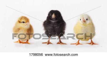 Stock Photograph - Three baby chickens. Fotosearch