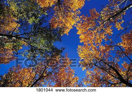 Tops of trees against blue sky View Large Photo Image Picture - Tops of trees against blue sky. Fotosearch