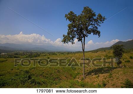 Tree in a field View Large Photo Image Stock Image - Tree in a field. Fotosearch
