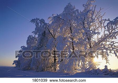 Tree line with hoar frost View Large Photo Image Stock Photo - Tree line with hoar frost. Fotosearch