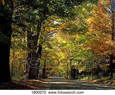Tree-lined road View Large Photo Image Stock Image - Tree-lined road. Fotosearch