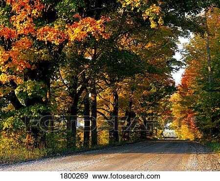 Stock Photo - Tree-lined road. Fotosearch