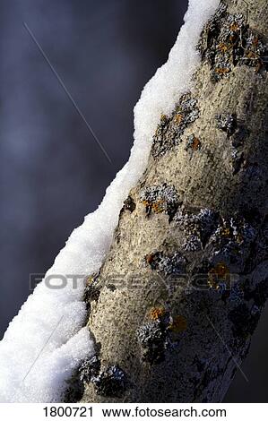 Stock Image - Tree trunk with snow on it. Fotosearch