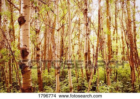Tree trunks View Large Photo Image Picture - Tree trunks. Fotosearch