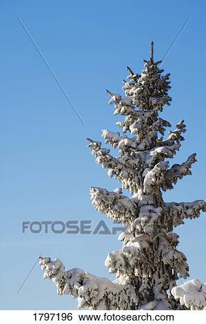 Stock Photograph - Tree with freshly fallen snow. Fotosearch