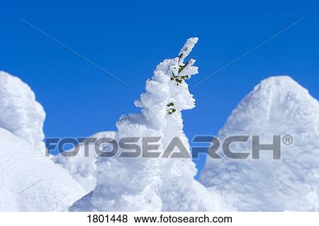Stock Photo - Trees completely covered in snow against blue sky. Fotosearch