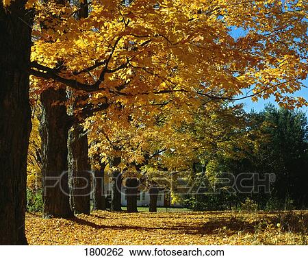 Trees in autumn View Large Photo Image Stock Image - Trees in autumn. Fotosearch
