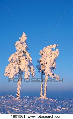 Stock Image - Two frosty trees. Fotosearch