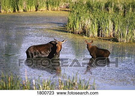 Stock Image - Two moose in a stream. Fotosearch