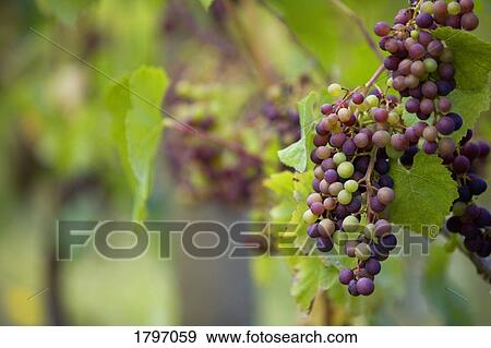 Vineyard View Large Photo Image Stock Photo - Vineyard. Fotosearch