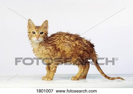 Stock Photo - Wet kitten. Fotosearch