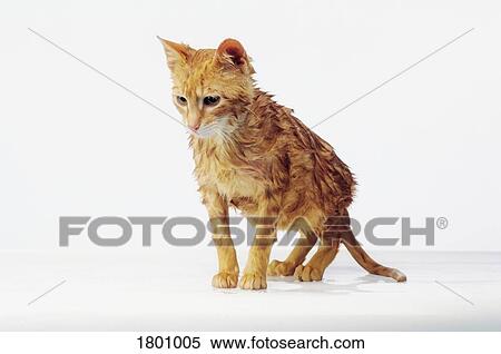 Stock Photography - Wet kitten. Fotosearch