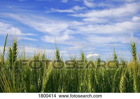 Picture - Wheat Field. Fotosearch