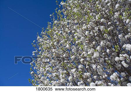 Stock Photography - White cherry blossoms. Fotosearch