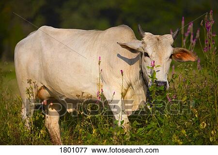 White cow View Large Photo Image Stock Photo - White cow. Fotosearch