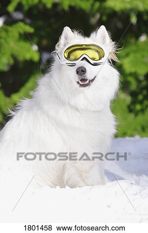 White dog in the snow wearing ski goggles View Large Photo Image Stock Photo - White dog in the snow wearing ski goggles. Fotosearch