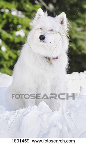 Stock Photo - White dog sitting in the snow. Fotosearch