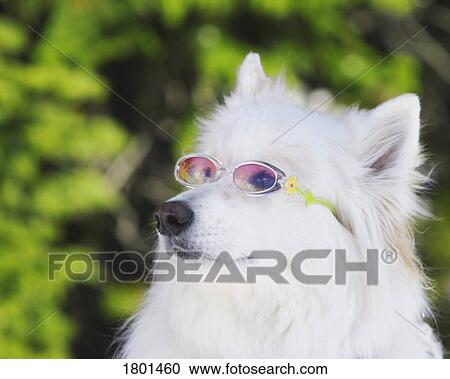 Stock Image - White dog wearing goggles. Fotosearch