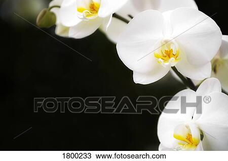 Stock Image - White flowers. Fotosearch