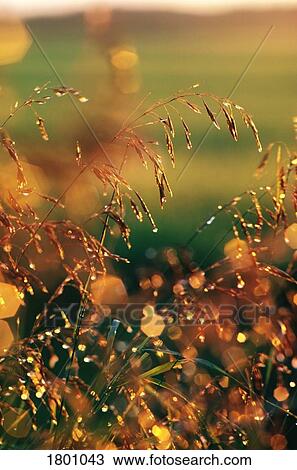 Stock Image - Wild grass with dew drops. Fotosearch