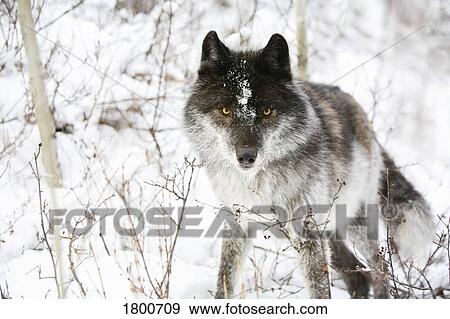 Stock Photo - Wolf in the snow. Fotosearch