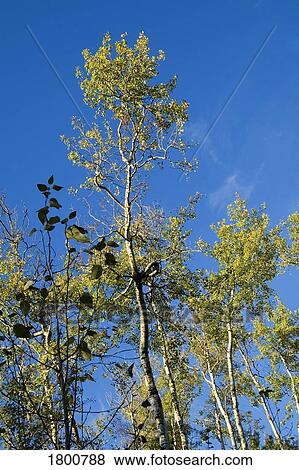 Stock Photo - Woodland trees against blue sky . Fotosearch