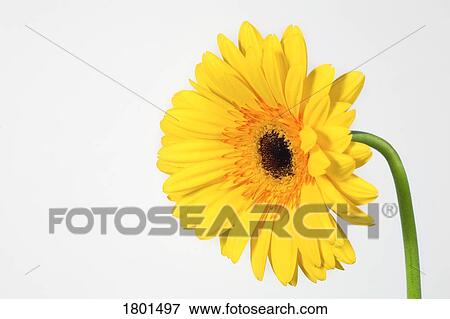 Yellow gerbera View Large Photo Image Stock Photo - Yellow gerbera. Fotosearch