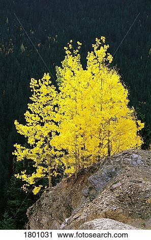 Stock Image - Yellow leaves on trees on a rock. Fotosearch