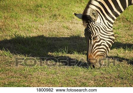 Stock Image - Zebra eating grass. Fotosearch