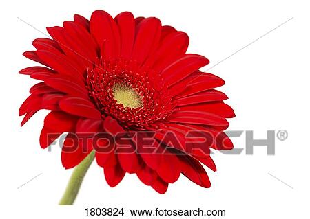 Picture - A red gerber with white background. Fotosearch