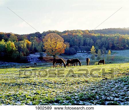 Stock Photo - A small group of horses in a valley during an autumn morning. Fotosearch