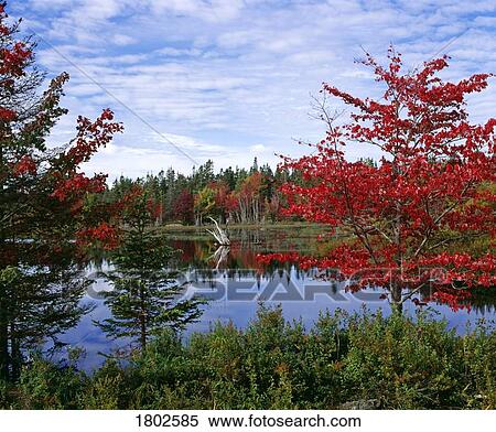 A still lake in the North during autumn View Large Photo Image Stock Photography - A still lake in the North during autumn. Fotosearch