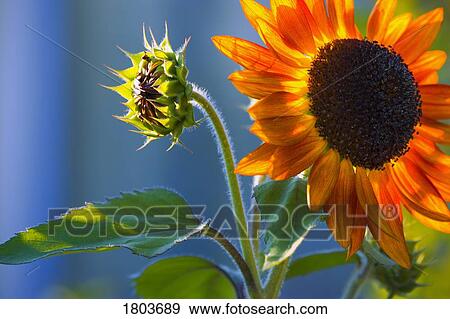 A sunflower blooming with bud View Large Photo Image Stock Photo - A sunflower blooming with bud. Fotosearch