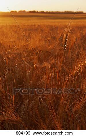 A sunset over a wheat field View Large Photo Image Stock Image - A sunset over a wheat field. Fotosearch